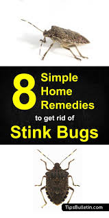 What flowers keep stink bugs away. How To Get Rid Of Stink Bugs 8 Simple Home Remedies