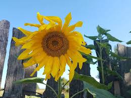 Kamu bisa menjadi bersemangat dan bersinar seperti bunga matahari. Pertumbuhan Sehat Cahaya Padang Rumput Alam Minyak Di Luar Ruangan Jeruk Piqsels