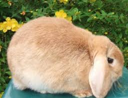 Want to find quality bunnies for sale in greenville, ms? Dwarf Baby Bunnies Price Dwarf Bunnies For Sale