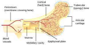 Diagram with articular cartilage, marrow, spongy bone, medullary cavity, endosteum, diaphysis, and. Cancellous Bone Wikipedia Republished Wiki 2