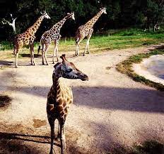 Giraffes At Santa Barbara Zoo Photo By Susan Meyer Santa Barbara Zoo Giraffe Pets