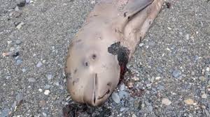 Alena kosha sexy had to see her again since her new