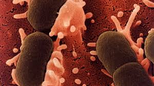 Coli) este o bacterie ce poate cauza infectii serioase. Epidemia De E Coli Vezi Care Sunt Simptomele Infectarii