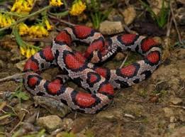 Whatever you do though, do not microwave the most snakes (at least the ones that you can legally obtain around here,) even small ones, eat mice. Snakes Of Missouri Missouri S Natural Heritage Washington University In St Louis