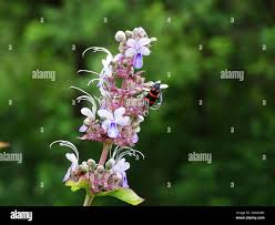 Image result for Rotheca