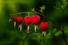 Bleeding Heart Flower Wallpaper Bleeding Heart Flower Bleeding Heart Flower Heart