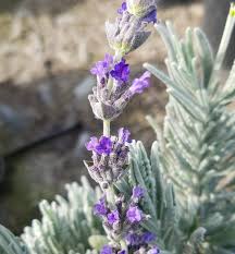 Image result for Lavandula