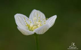 Hugh Harrop Wildlife On Twitter Wildlife Wild Flowers Most Beautiful