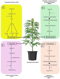 Image result for Cannabis sativa