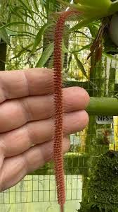 Image result for Oberonia disticha