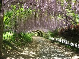 Kawachi Fuji Japanese Garden Tour Travel Blog New Tour If you have your own vehicle you can go directly by car. kawachi fuji japanese garden tour