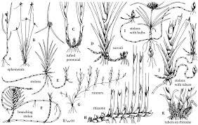 Image result for Lipocarpha nana