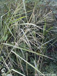 Image result for Panicum maximum