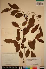 Image result for Margaritaria discoidea