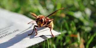 Jun 14, 2021 · keine wespen, keine bienen, keine angst vor insektenstichen. 13 06 2019 Keine Angst Vor Den Gelben Brummern Die Faszinierende Welt Von Hornissen Und Wespen 13 06 2019 Keine Angst Vor Den Gelben Brummern Die Faszinierende Welt Von Hornissen Und Wespen Umweltakademie Umweltakademie