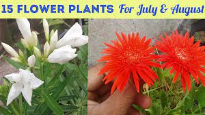 30 to 36 full sun: 15 Flowering Plants For July August Month S With Care Names Youtube
