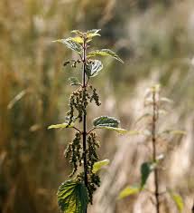 Stinging nettle is a plant that grows in north america, europe, and africa. Stinging Nettle Description Uses Britannica