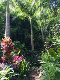 Bruce S Tropical Garden Brisbane Tropical Backyard Tropical Garden Small Tropical Gardens