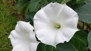 Image result for durman obecný květ