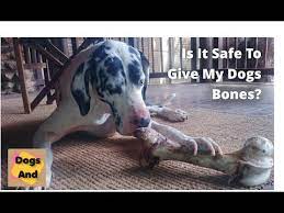 Are Baby Back Rib Bones Bad For Dogs 2021 The Dog Visitor