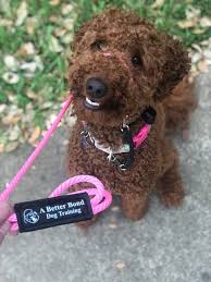 Full payment is due upon drop off. Board And Train For The Austin Tx Area A Better Bond Dog Training