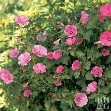 Lavatera Adds Tons Of Color From Summer To Fall With Its Flowers That Resemble Hibiscus Diy Herb Garden Backyard Garden Landscape Backyard Flowers