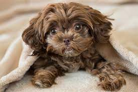 Find the perfect shihpoo puppy at puppyfind.com. Shih Poo Shih Tzu Poodle Mix Info Pictures Facts Personality Doggie Designer