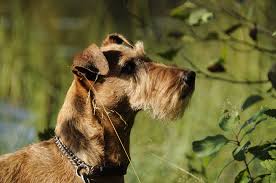 Irish Terrier