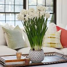 Good luck flowers for 2021. 21 Good Luck Plants That Can Make You Lucky In 2021 Paperwhites Narcissus Peace Lily Benefits
