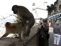 Während unseres letzten spanienurlaubs, fuhren wir für einen tag nach gibraltar. Die Affen Von Gibraltar Youtube