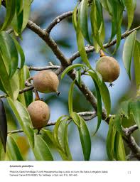 Image result for Symphonia globulifera