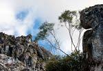 Image result for Olea chimanimani