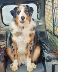 Maybe you would like to learn more about one of these? Bernese Mountain Dog Australian Shepherd Mix Petfinder