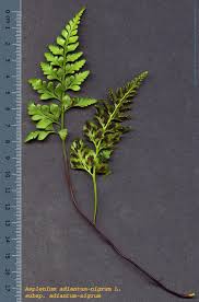 Image result for Asplenium adiantum-nigrum