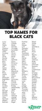 But poe even wrote a short story called the black cat, the details of which are characteristically macabre. 165 Top Black Cat Names For 2019 By Popularity Names For Black Cats Cute Cat Names Pet Names