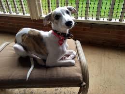 This page was made to promote the foster pups ben & i have taken in through catering to cats &. Adopted Daisy A 4 1 2 Month Old Female Puppy In Charlotte Nc
