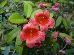 Check spelling or type a new query. Bignonia Capreolata Crossvine Cross Vine Trumpet Flower North Carolina Extension Gardener Plant Toolbox