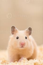 Hamster picture 835 1000 jpg. Golden Hamster 1131159 Stock Photo At Vecteezy