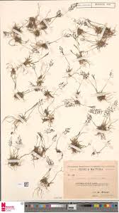 Image result for Leptochloa coerulescens