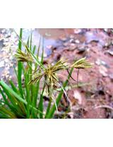 Image result for Pycreus polystachyos