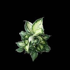 Image result for beautiful dieffenbachia