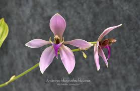 Image result for Ancistrochilus rothschildianus