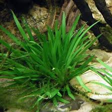 Image result for Eriocaulon africanum