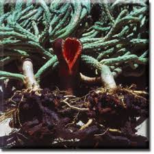 Image result for Hydnora