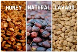 Procesos del Café: Lavado, Natural y Honey - | Coffee Media ✔️