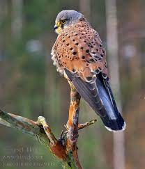 Falco tinnunculus Kestrel