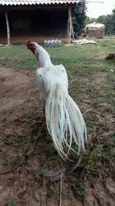Birds Of A Feather Flock Together Meaning In Tamil 