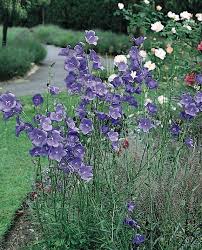 Campanula Telham Beauty Peach Leaf Bellflower Campanula Persicifolia Perennials Planting Flowers Flower Seeds