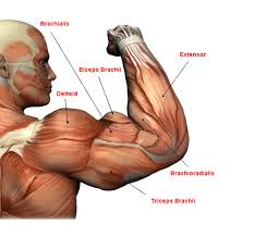 Resultado de imagem para biceps