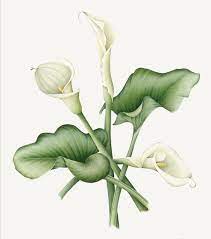 Calla Lily Leaves Grafici Idee